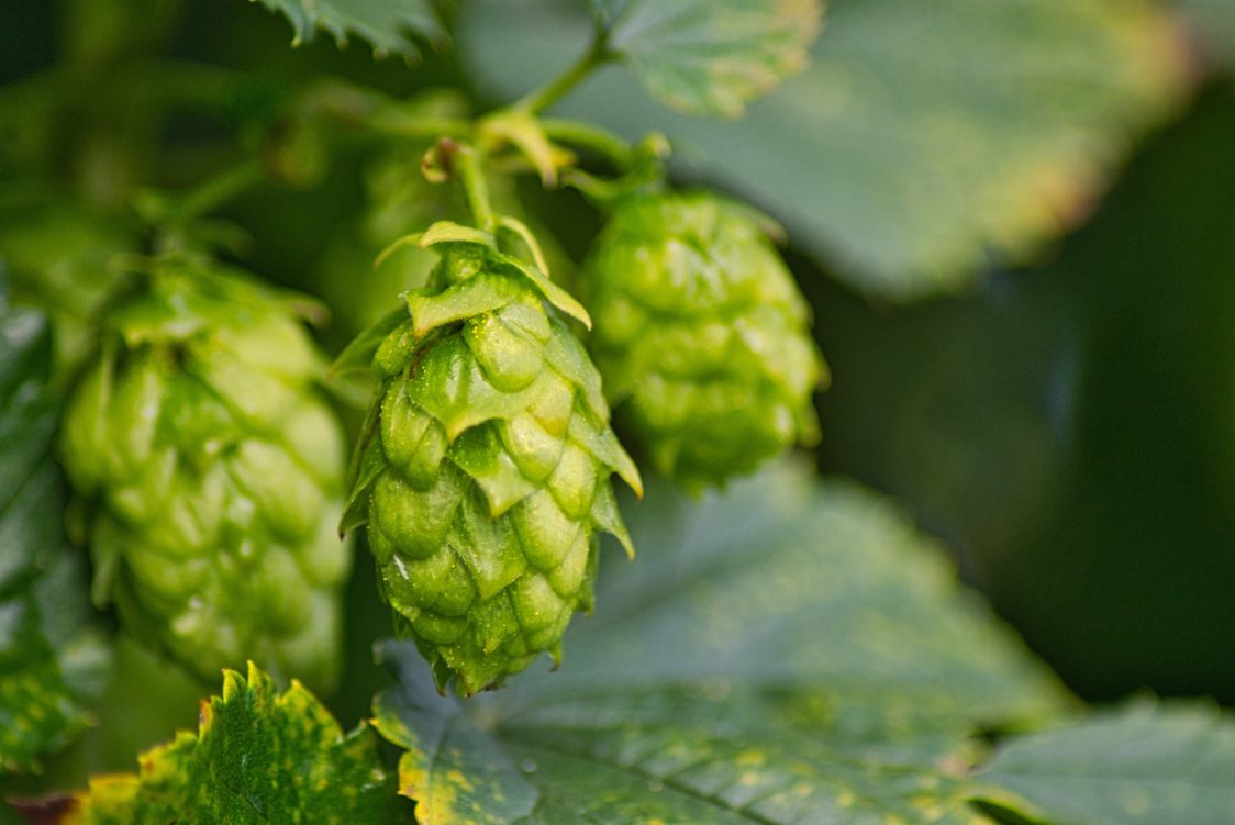 Cascade – Der Hopfen, der die amerikanische Craft-Beer-Revolution auslöste
