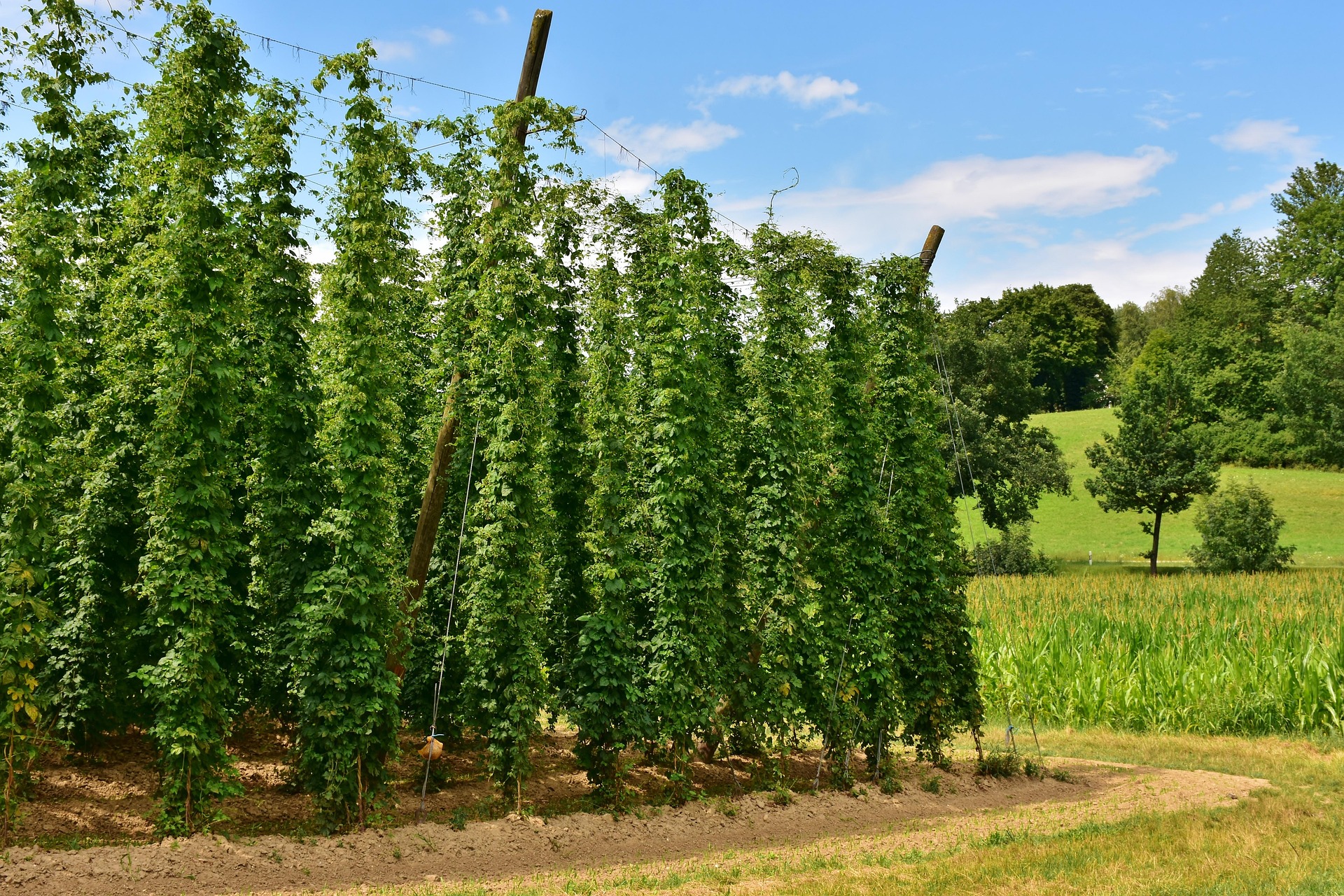 500 g Hopfen kaufen: So bleiben Pellets nach dem Öffnen frisch