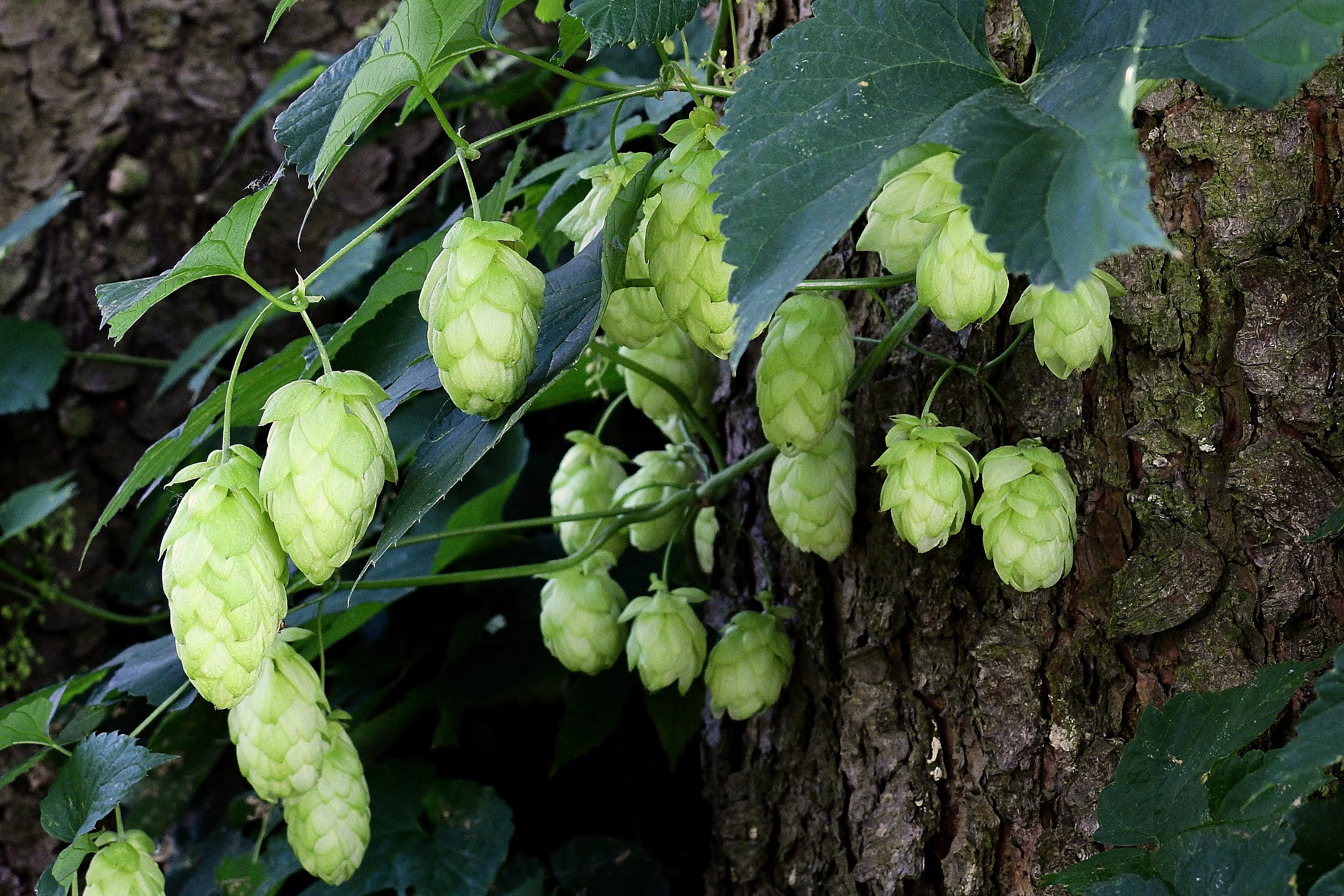 Wie sich der US-Hopfen entwickelt hat