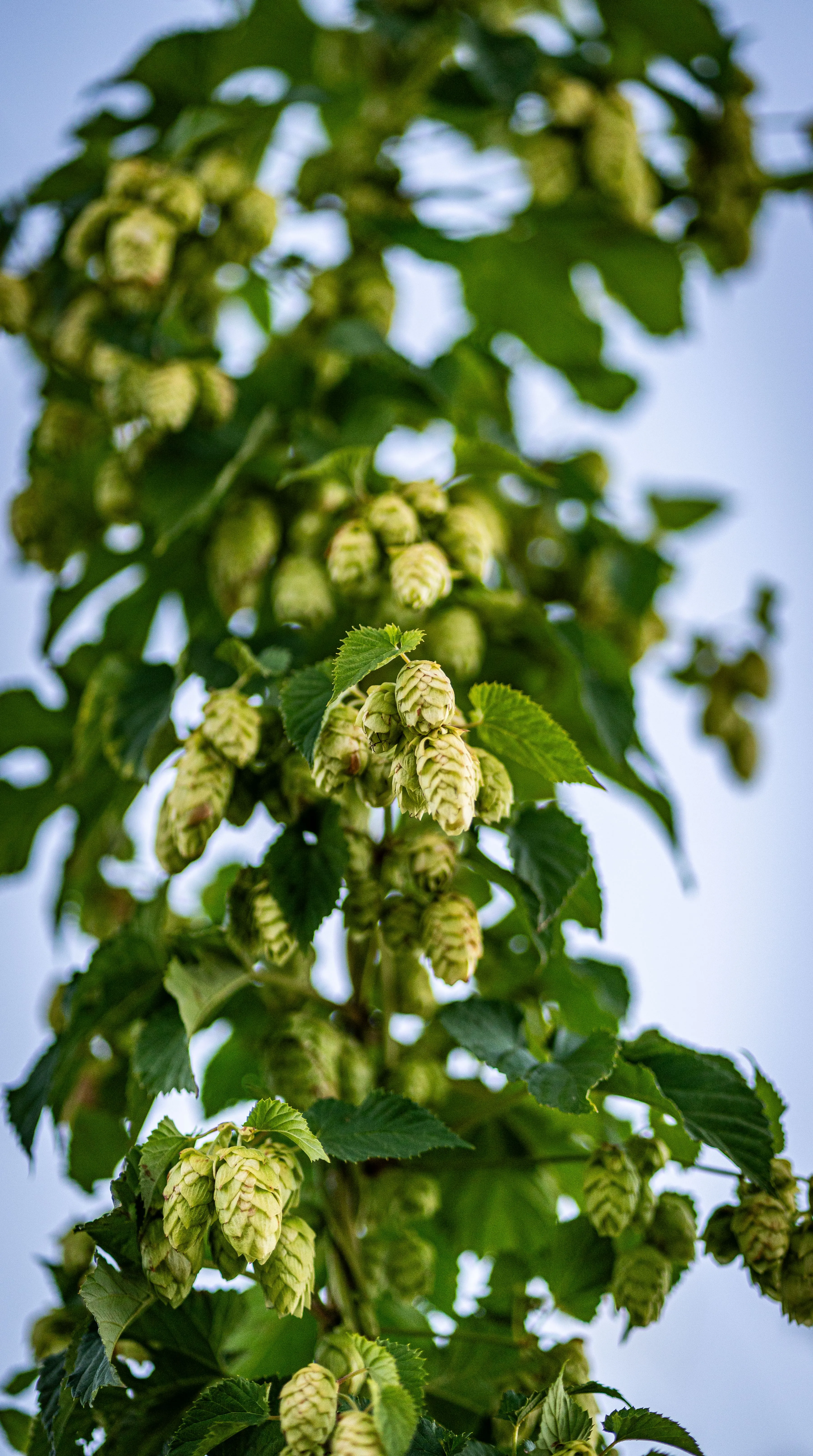 Hopfen verstehen – Von der Pflanze bis ins Bier