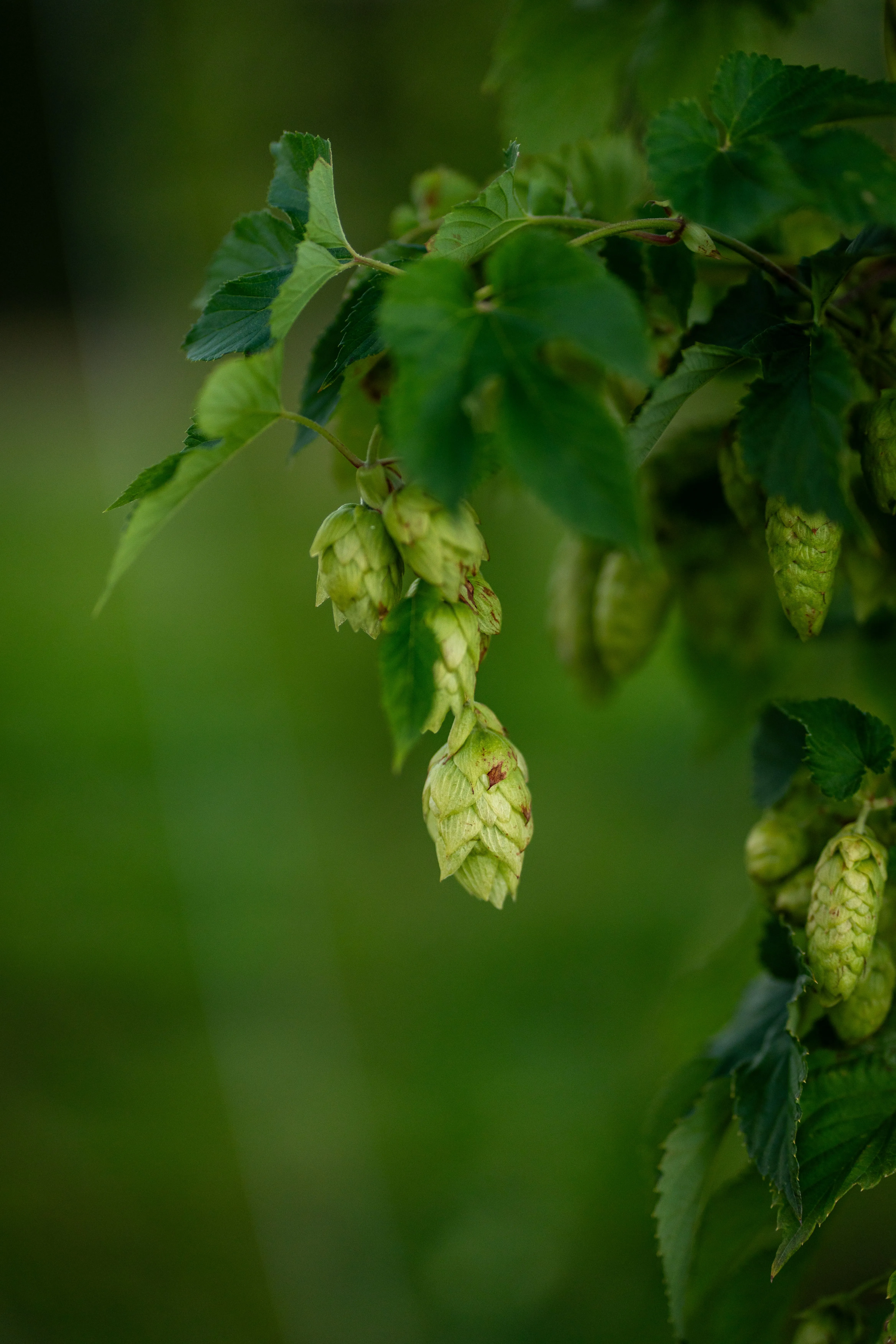 Noble Hops erklärt – Saaz, Hallertauer & Tettnanger
