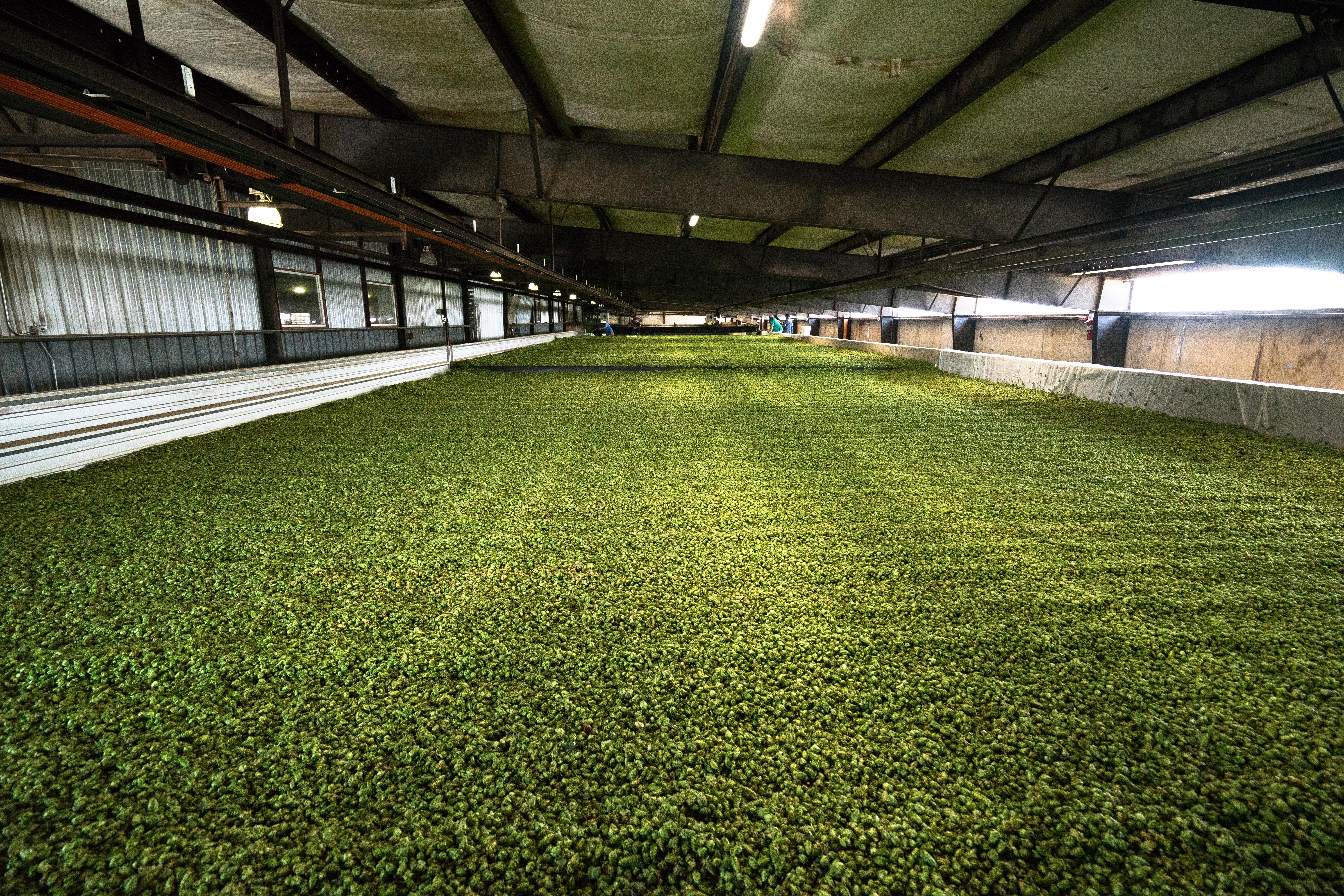 Warum riecht jeder Hopfen anders? – Die Chemie hinter dem Hopfenaroma