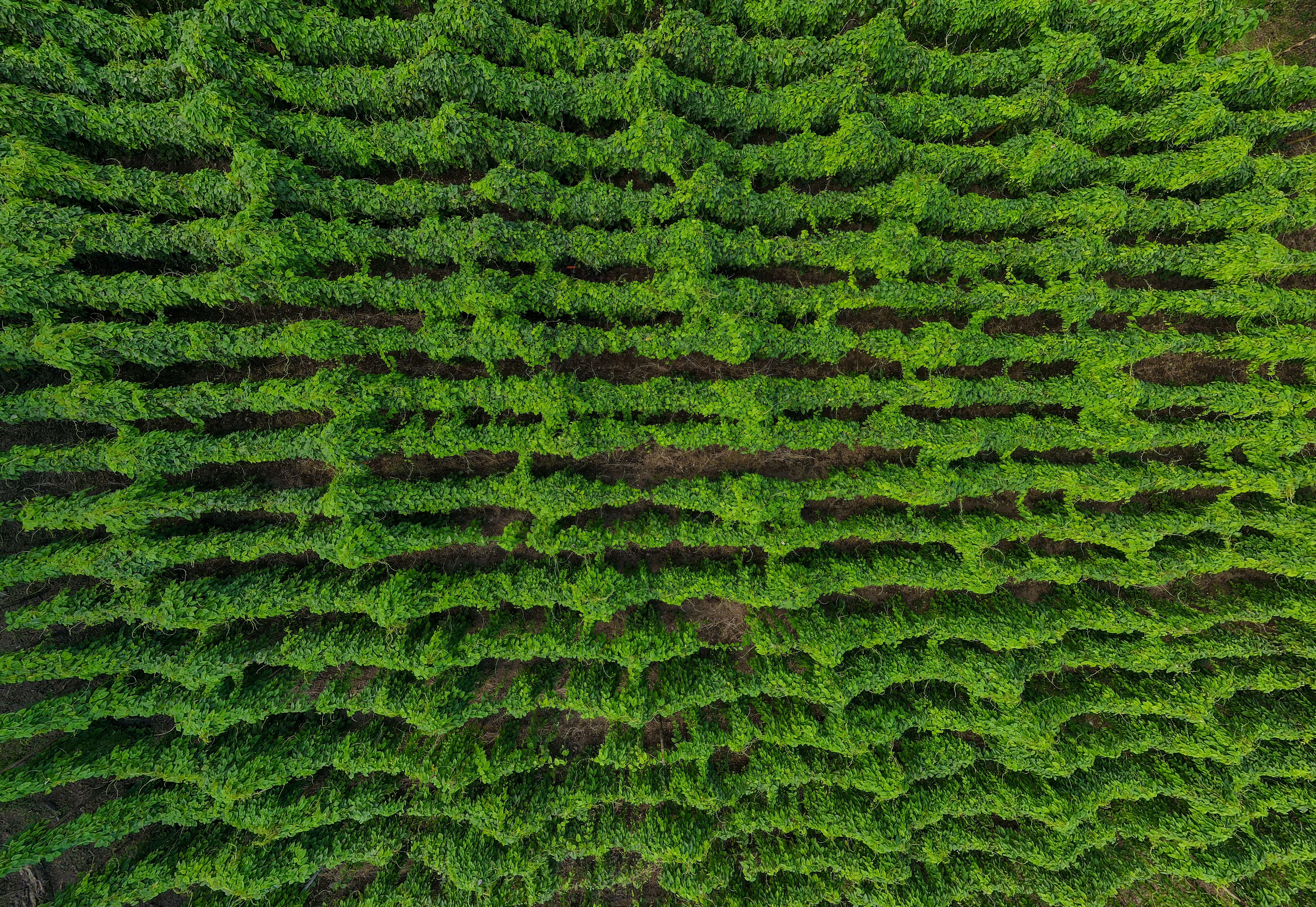 Polyphenole im Hopfen – Gut oder schlecht?