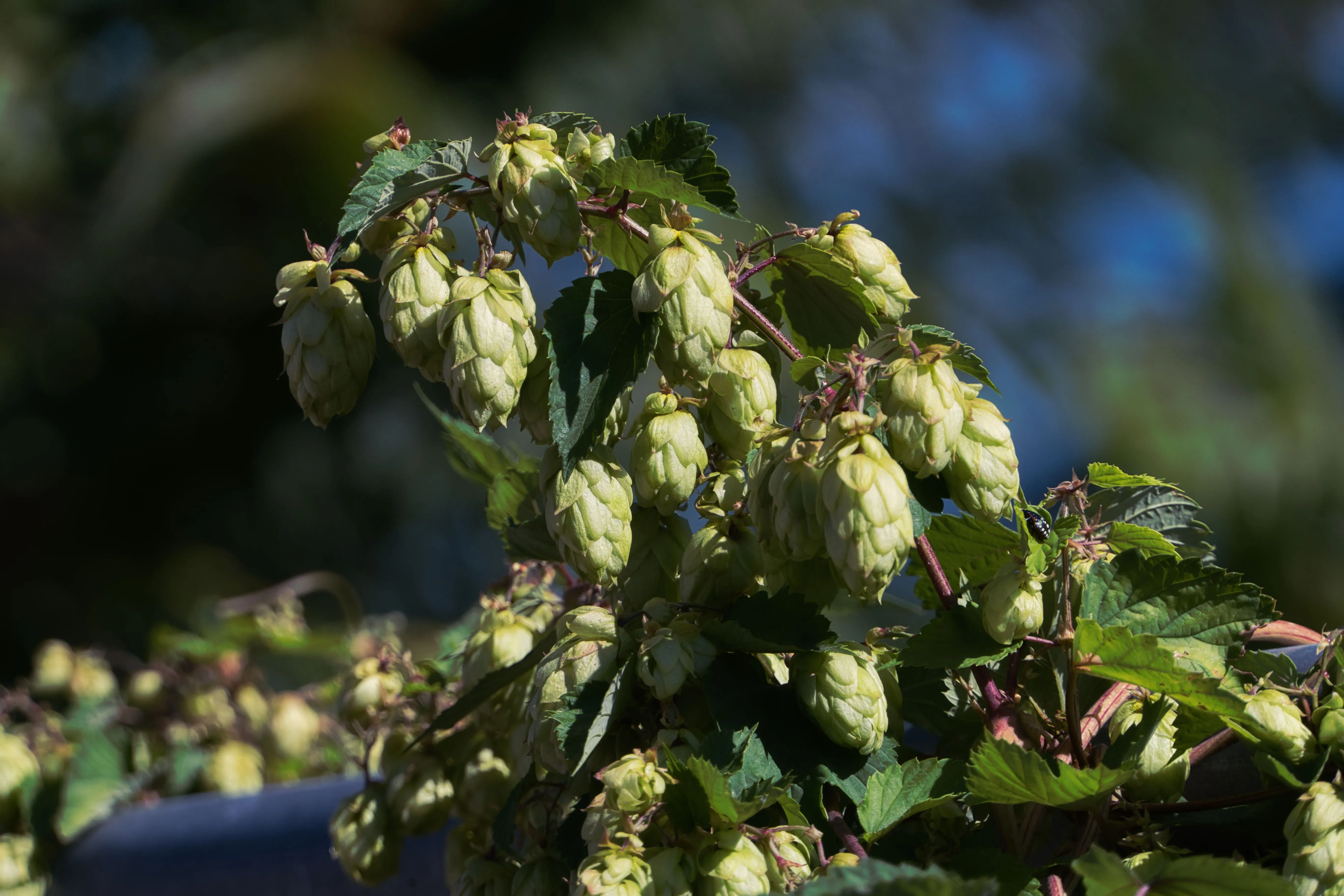 Wie wächst Hopfen? Pflanze, Dolden und Lupulin erklärt