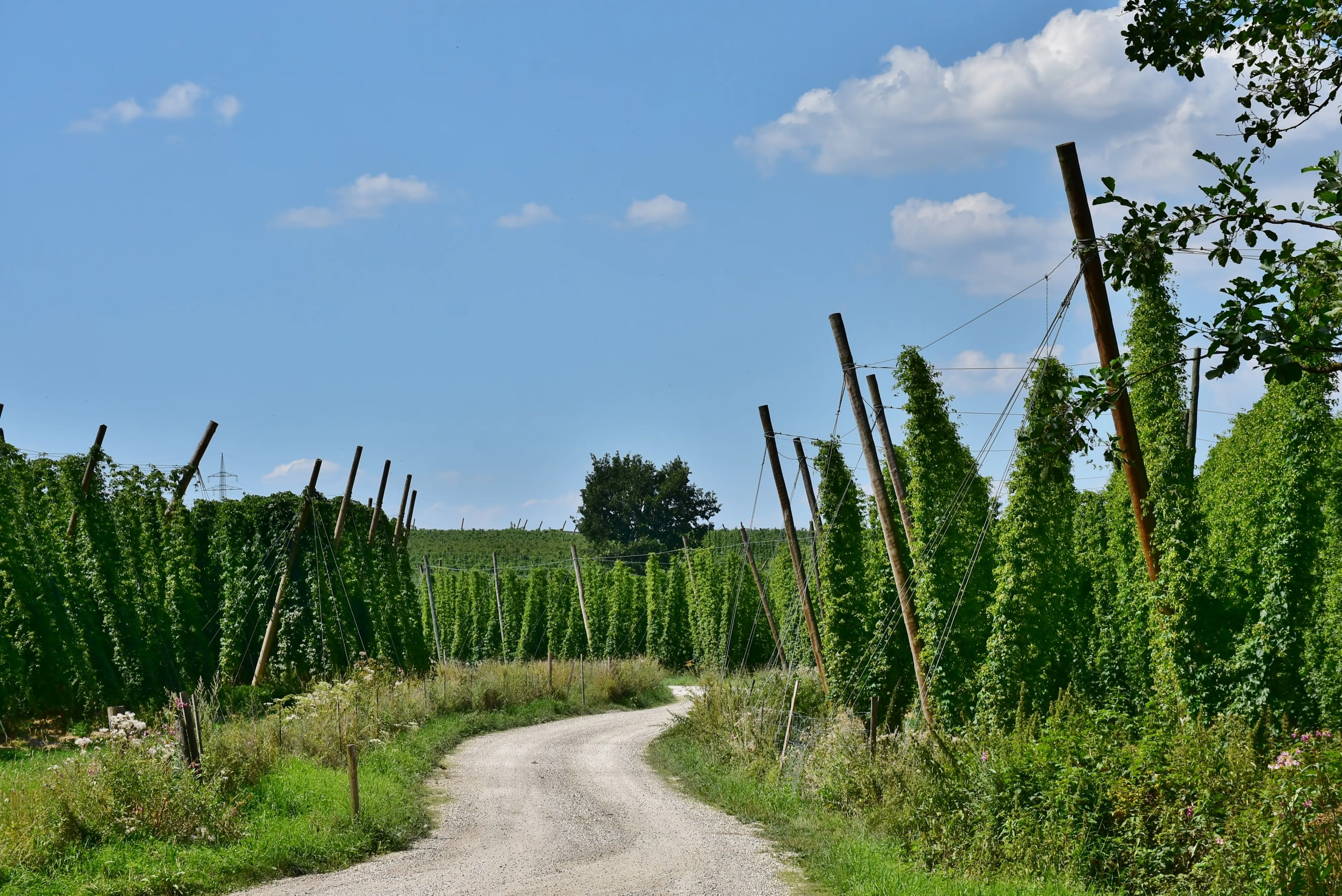 Cascade – der Hopfen am Beginn der amerikanischen Craft-Beer-Revolution