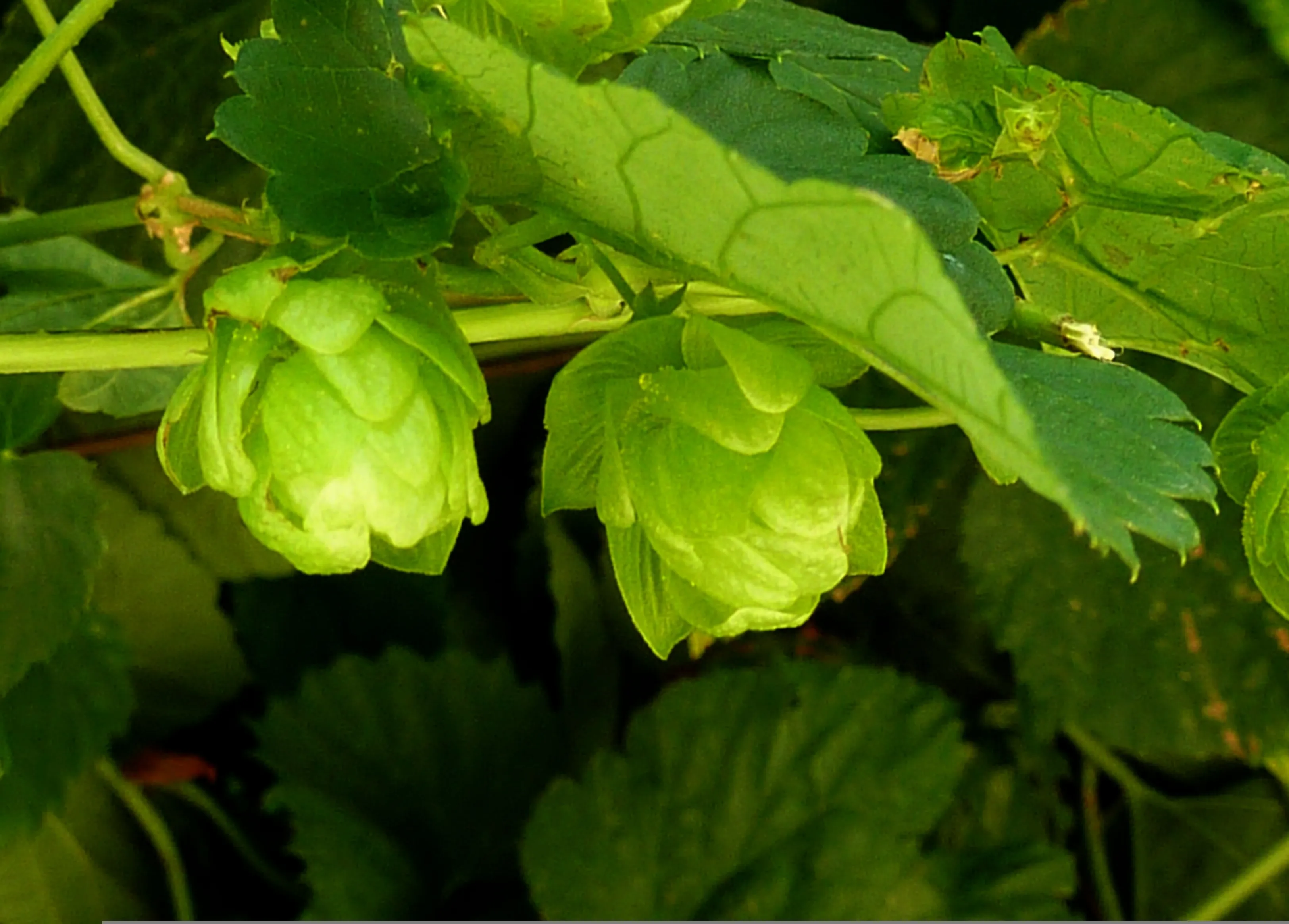 Warum US-Hopfen immer fruchtiger werden