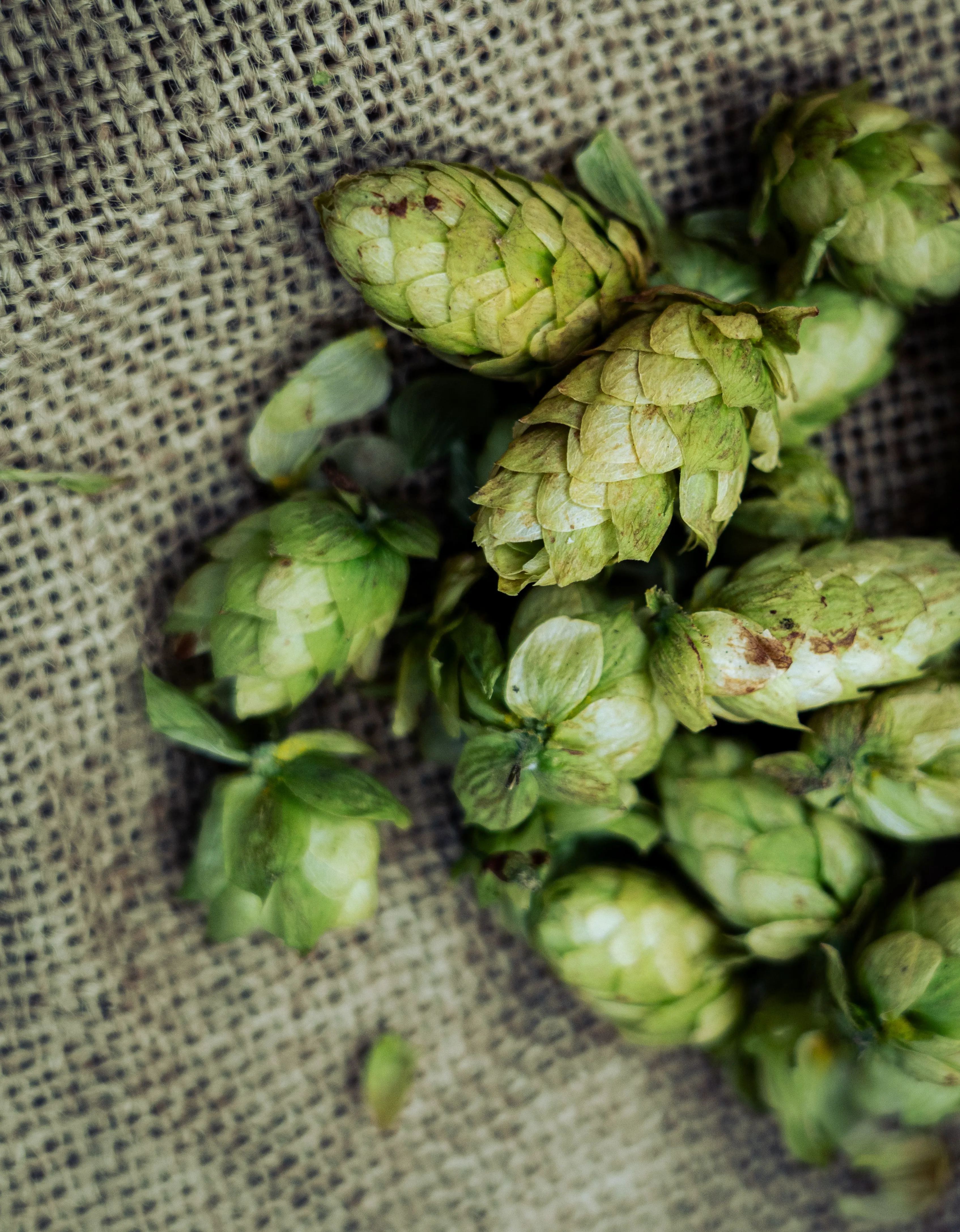 IPA Serie 5: Dry Hopping beim IPA