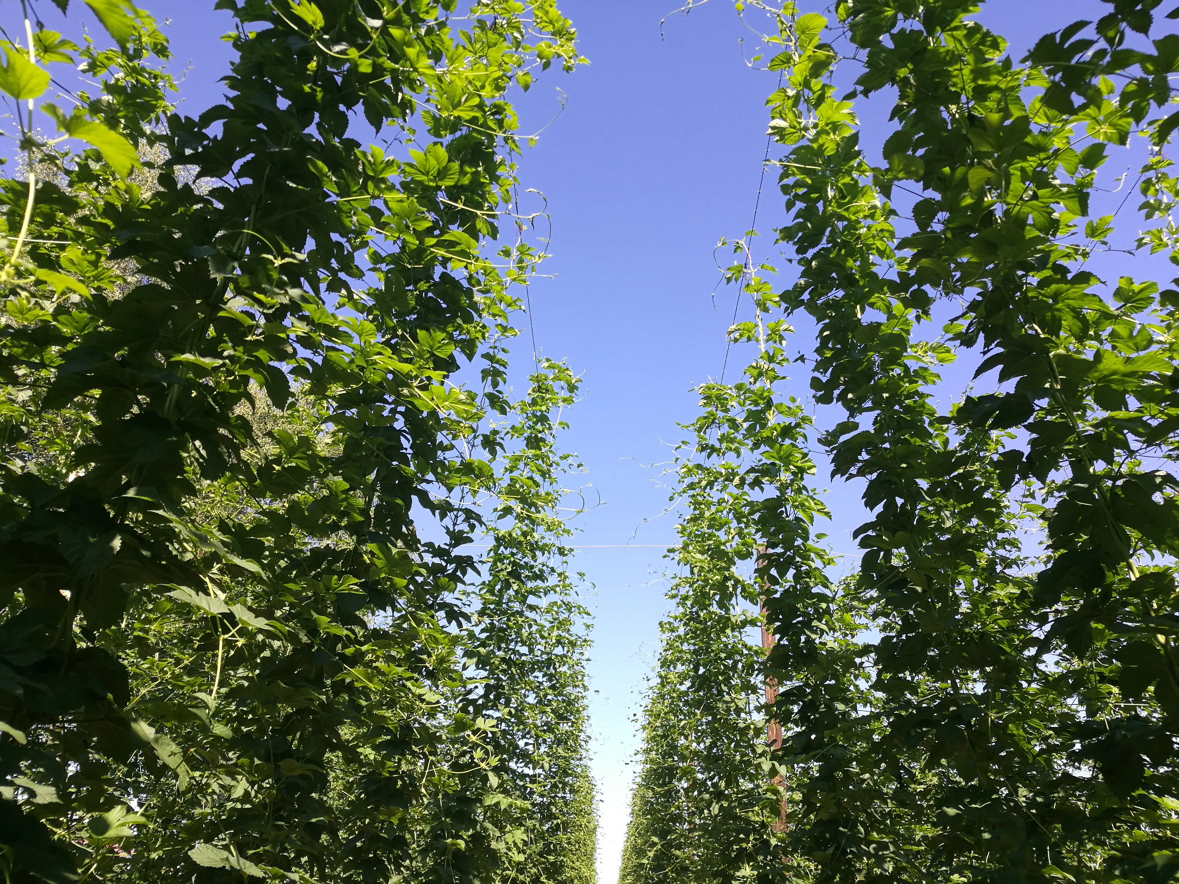 Australische Hopfen richtig einsetzen: Von Single Hop bis zum perfekten Blend