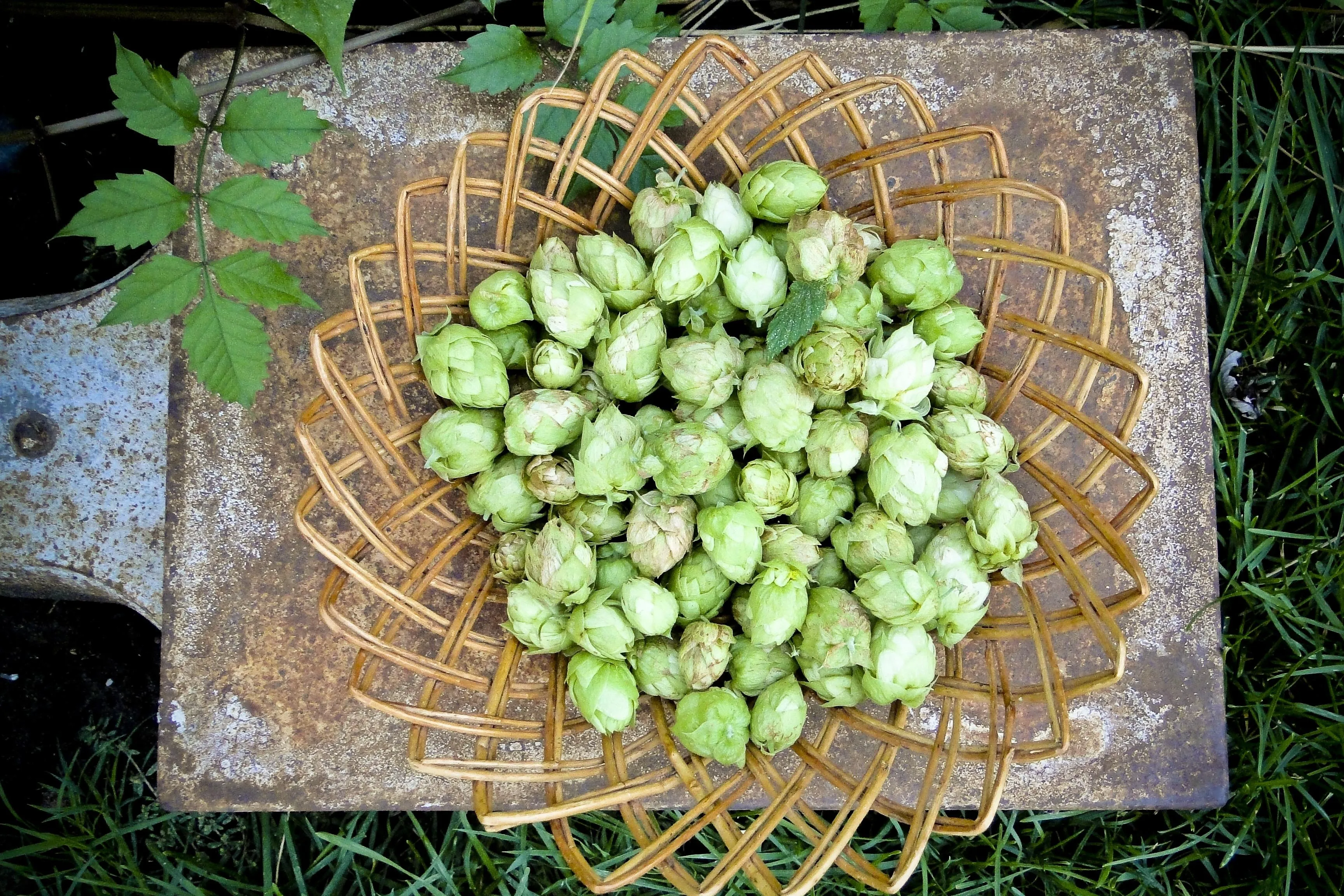 Australischer Hopfen: Warum wächst er vor allem in Victoria und Tasmanien?