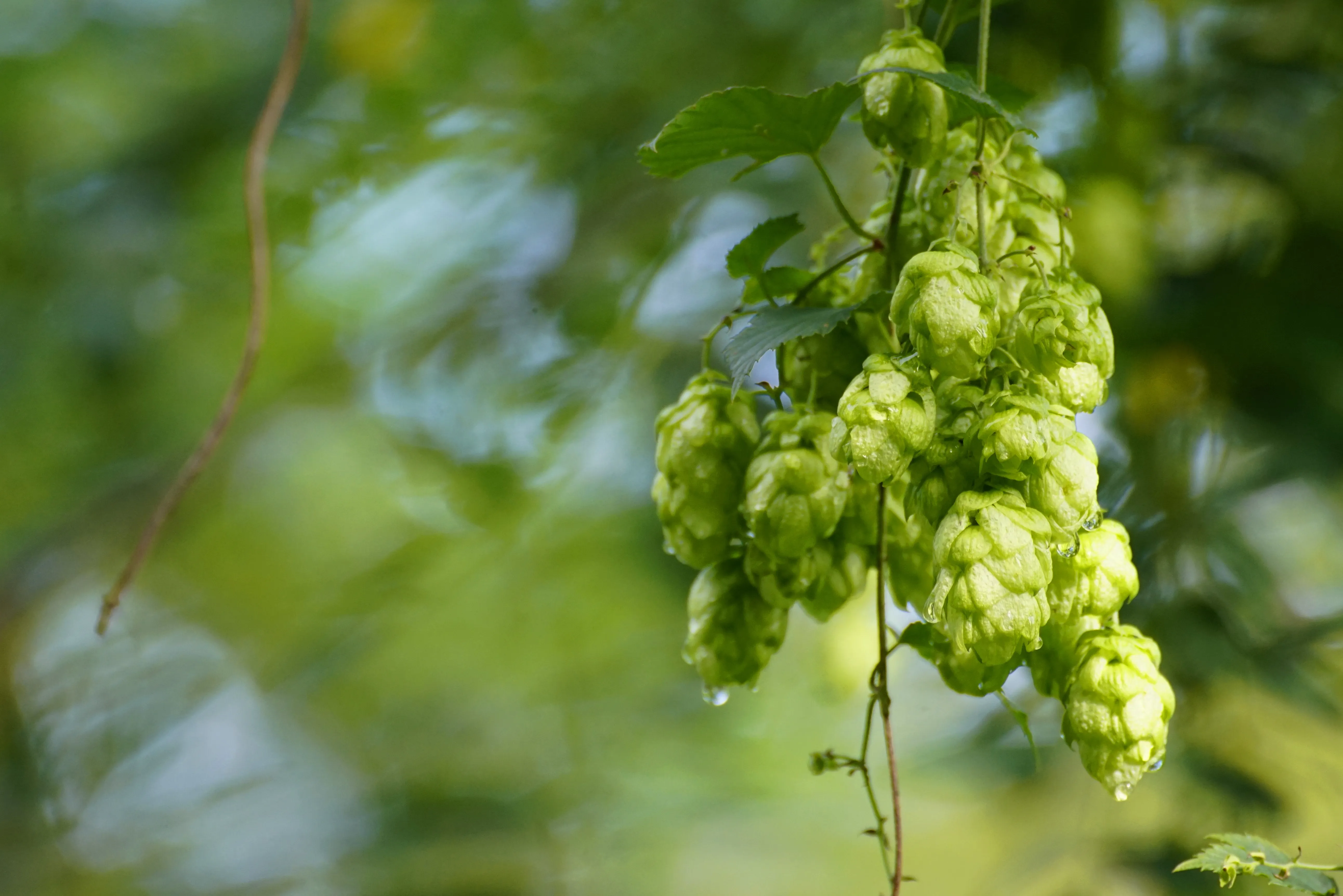 Australische Hopfen: Was macht den „Southern Hemisphere Hop Style“ aus?