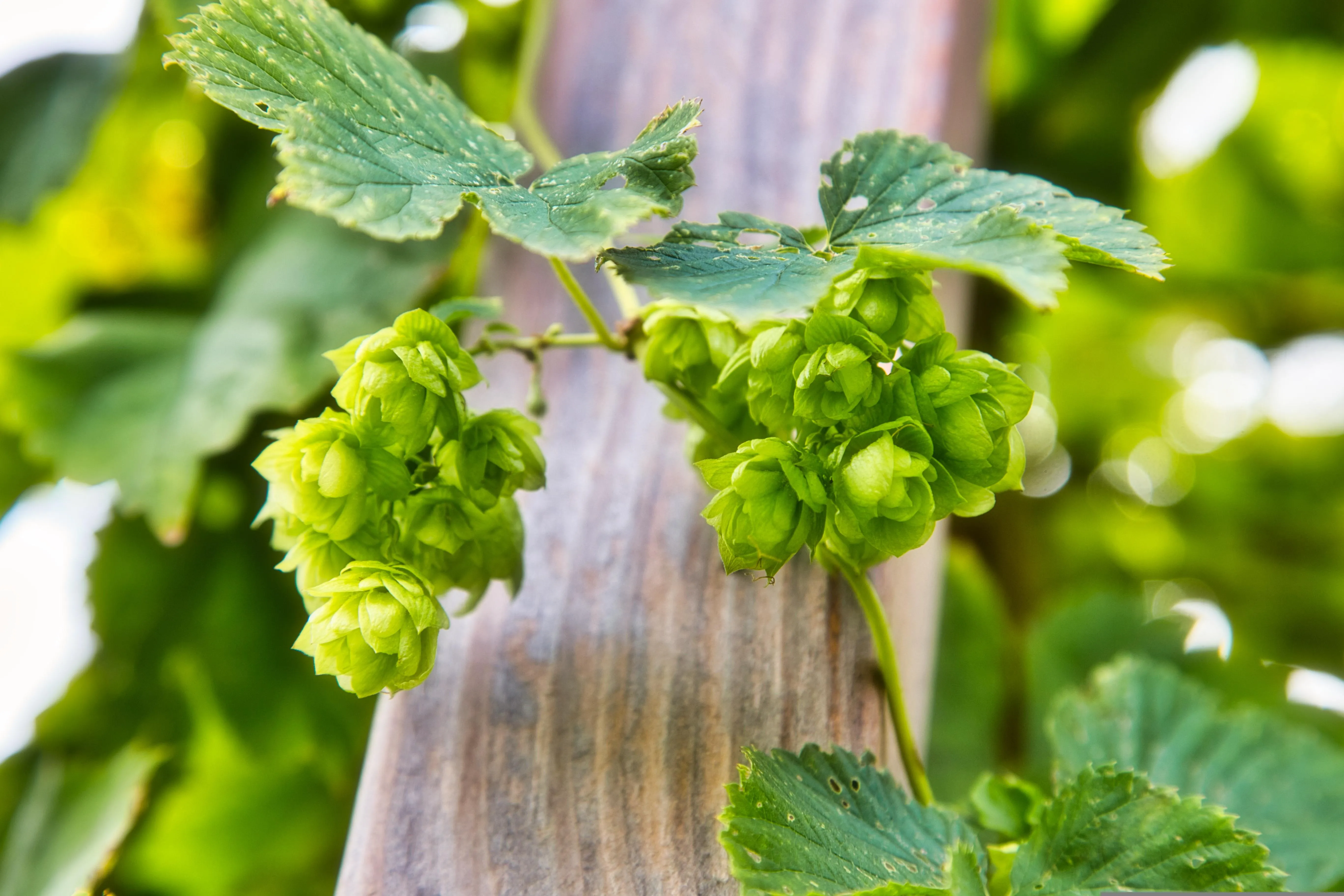 150 Jahre australischer Hopfen: Vom Bitterhopfen zu Galaxy