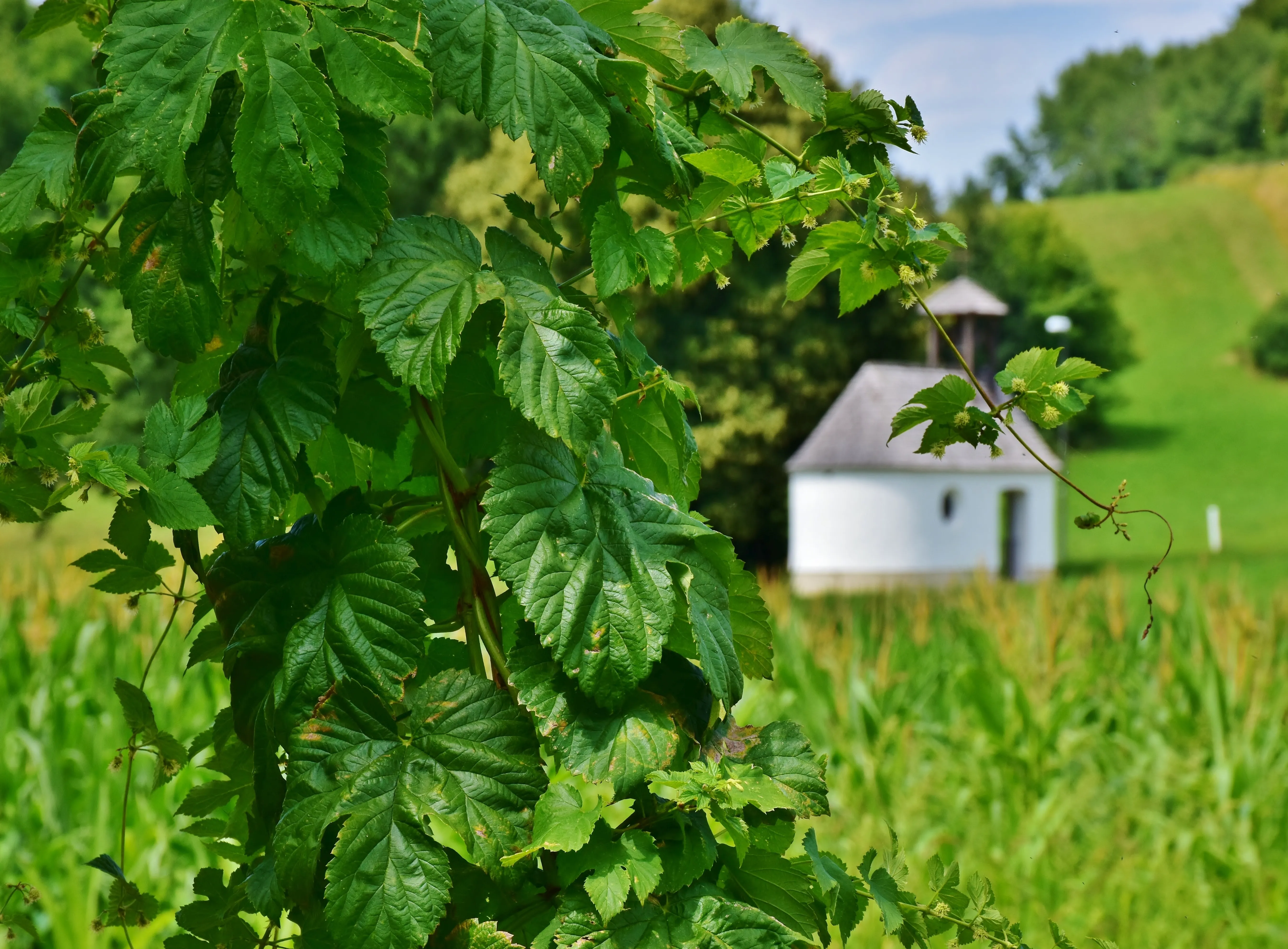 Wie wird aus einer Kreuzung eine neue Hopfensorte? Der Weg von der Züchtung bis ins Bier